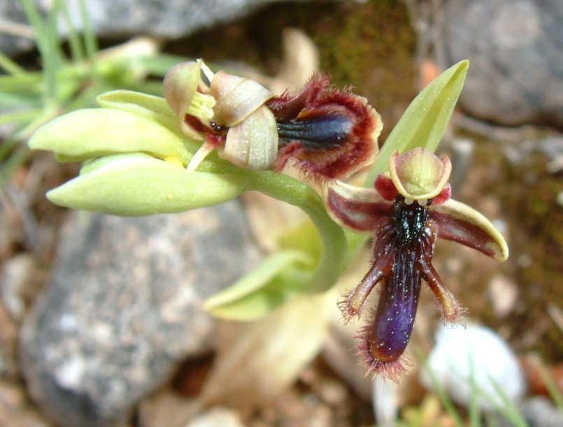 Ophrys regis-ferdinandii